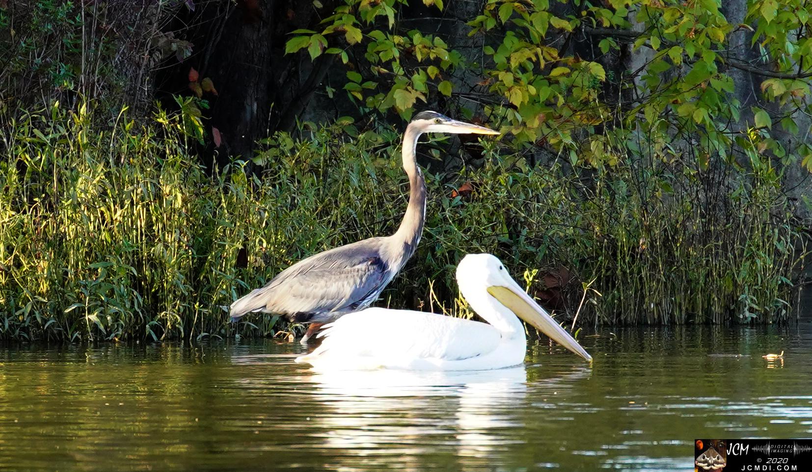 20201030 Old Hickory Lake TN Pelicans